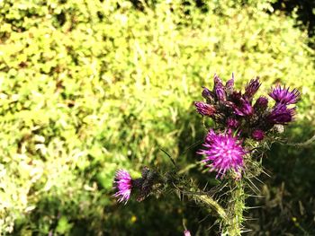 Close-up of purple thistle blooming on field