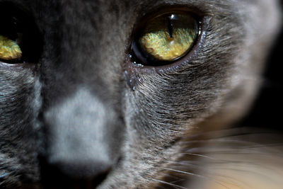 Close-up portrait of a cat