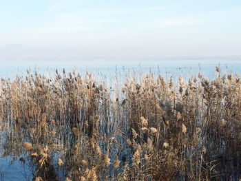 Plants growing on land by sea against sky