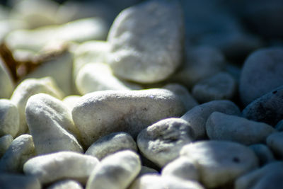 Full frame shot of shells