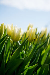 Close-up of yellow flowering plant on field