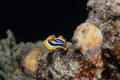 Sea slug in the red sea colorful and beautiful, eilat israel