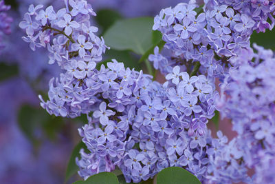 Close-up of purple flowering plant