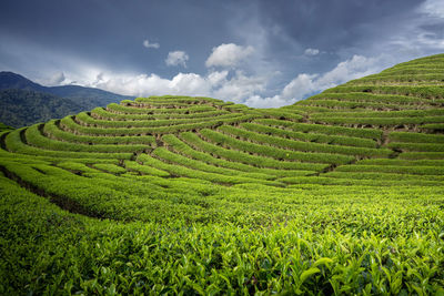 Scenic view of agricultural field against sky