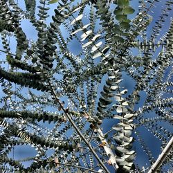 Low angle view of tree against sky