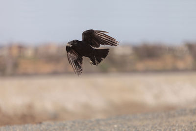 Close-up of bird flying over blurred background