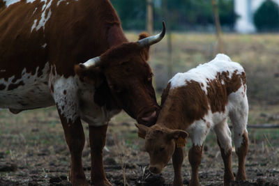 Cow standing on field