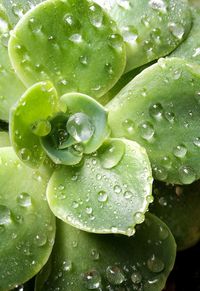 Close-up of water drops on leaf