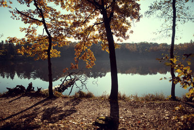 Trees by lake in forest against sky