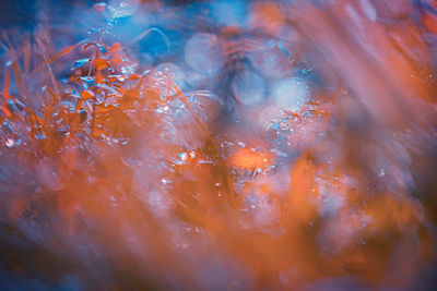 Autumn's bountiful harvest. berry bushes in nature's tapestry in northern europe