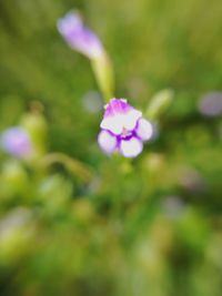 Close-up of pink flower blooming outdoors