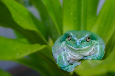 White's tree frog or smiling frog sitting on wet green plant background.