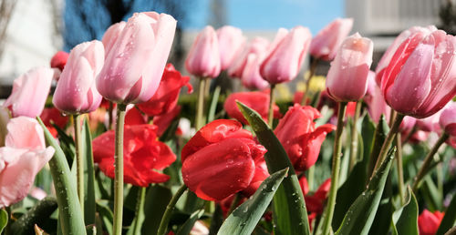 Close-up of pink tulips