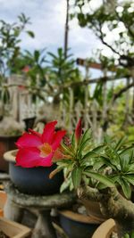 Close-up of red flower