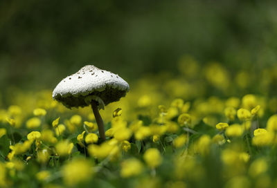 Close-up of mushroom growing on field