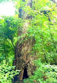 Trees in forest