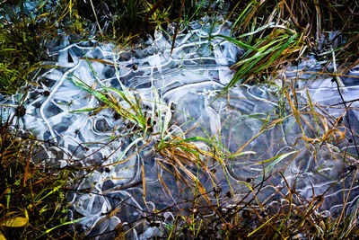 Reflection of trees in water
