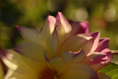 Close-up of pink flowering plant