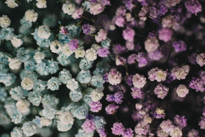 Full frame shot of pink flowering plants
