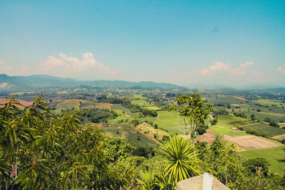 High angle view of vineyard against sky