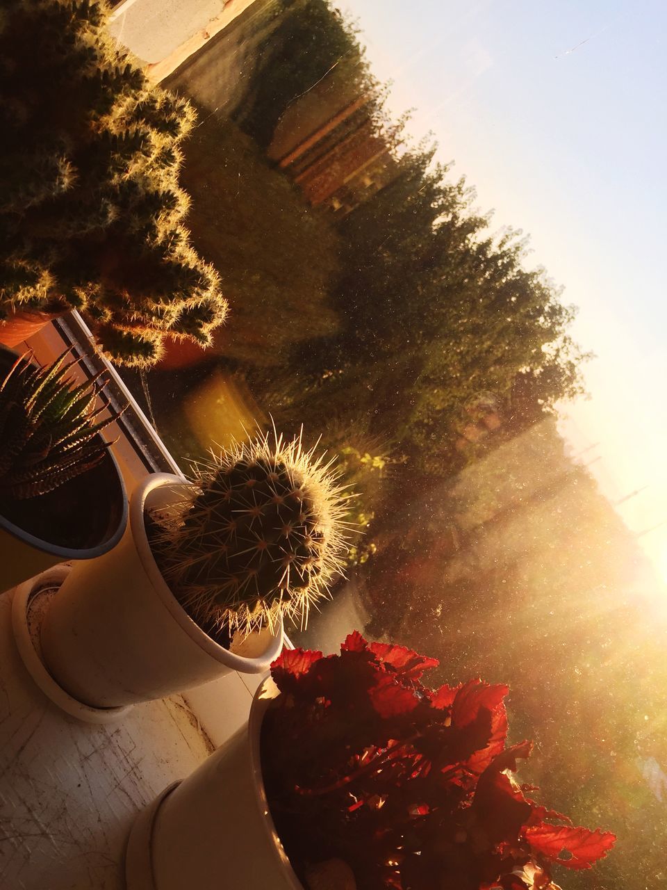 HIGH ANGLE VIEW OF POTTED CACTUS PLANT AGAINST SKY