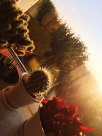 High angle view of potted cactus flower tree