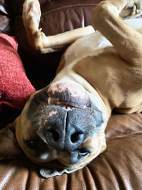 Close-up of dog sleeping on bed