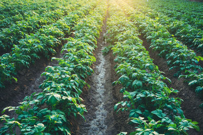 Plants growing on field