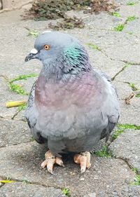 Close-up of pigeon