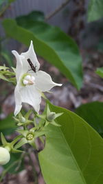 Close-up of white flower blooming outdoors