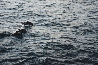 High angle view of duck swimming in sea