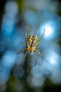 Close-up of spider on web