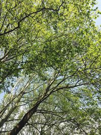 Low angle view of tree against sky