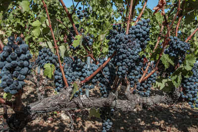 Grapes growing in vineyard