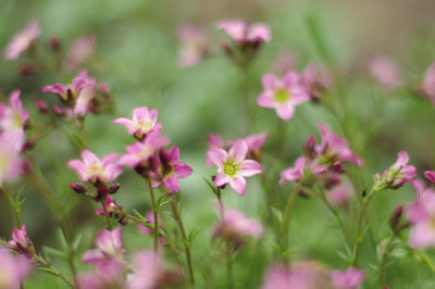 Pink flowers blooming outdoors