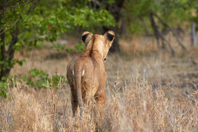 Lioness from behind, standing in the grass