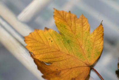 Close-up of yellow maple leaf