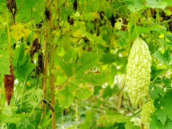 Close-up of fresh green plants in field