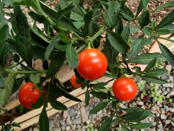 Close-up of tomatoes on tree