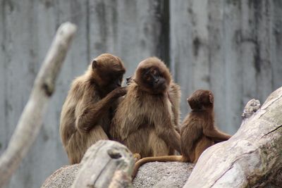 Monkey sitting on rock