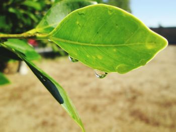 Close-up of wet green leaf on plant