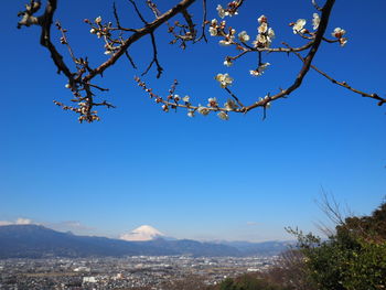 Trees on mountain against clear blue sky