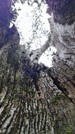 Low angle view of trees against sky