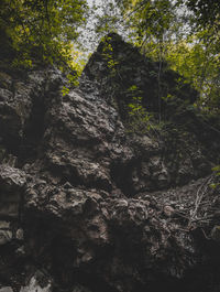 Close-up of tree trunk in forest