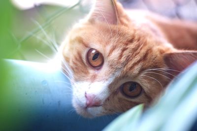 Close-up portrait of ginger cat