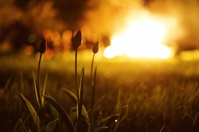 Close-up of fresh plants in field against sunset sky