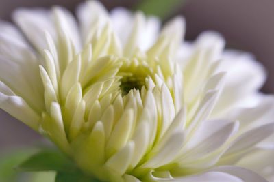 Close up of a white dahlia