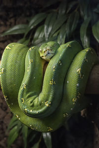 Close-up of   emerald tree boa