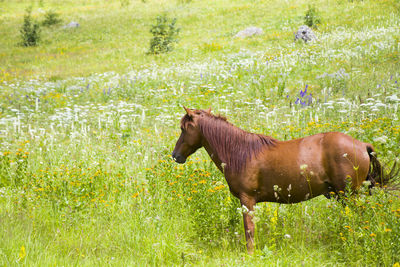 Portrait of red horse in the valley, svaneti, georgia