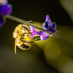 Close-up of bee pollinating on flower